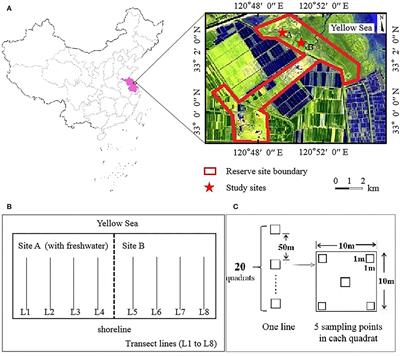 Effect of freshwater on plant species diversity and interspecific associations in coastal wetlands invaded by Spartina alterniflora